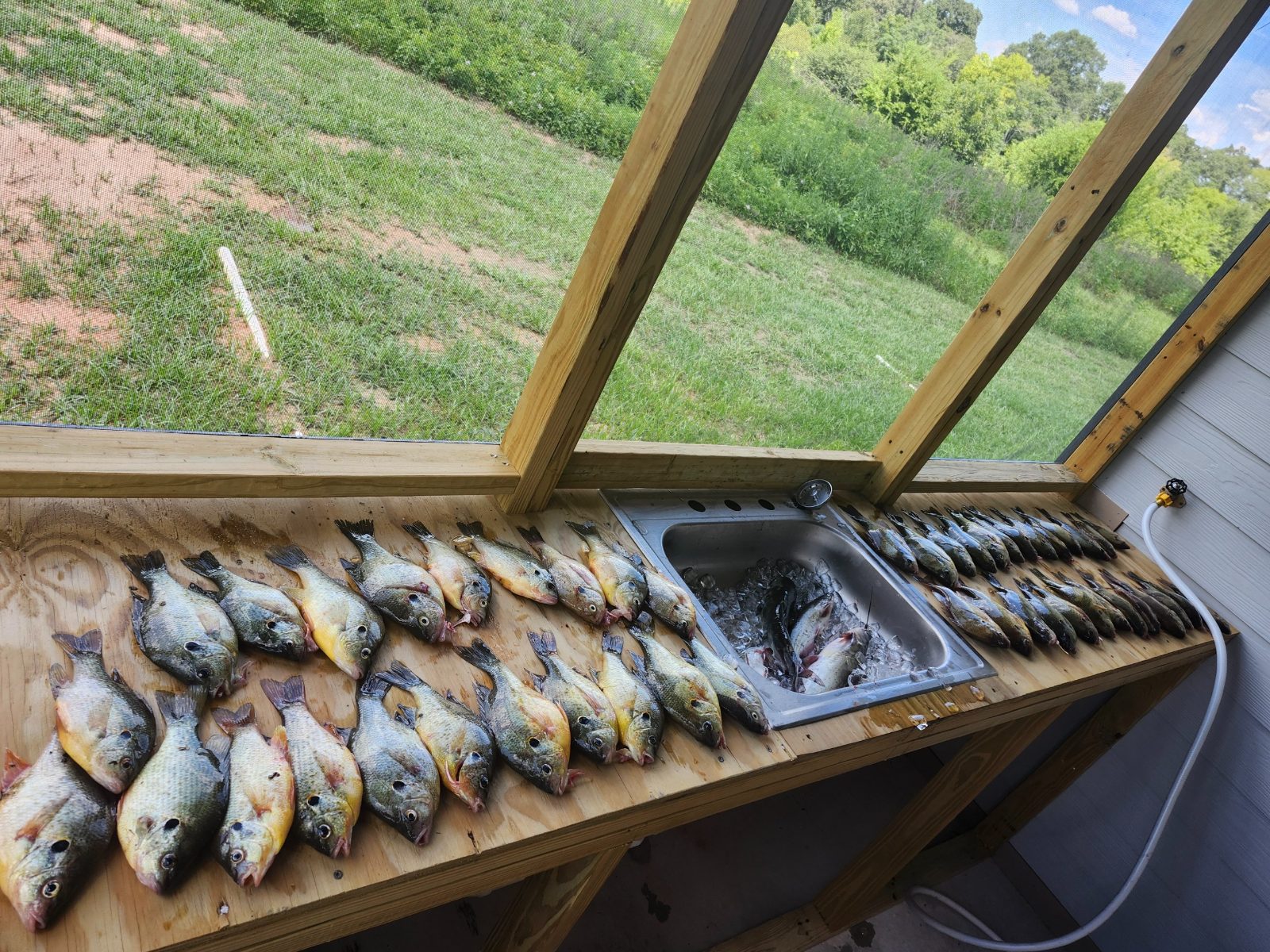 Screened fish cleaning station with the day's catch laid out
